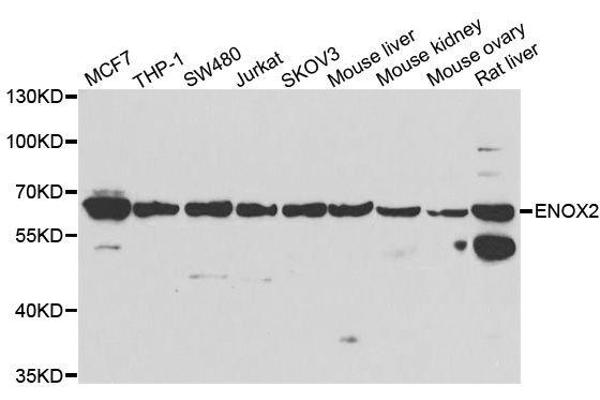 ENOX2 antibody  (AA 411-610)