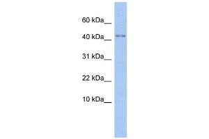 P2RX5 antibody used at 1 ug/ml to detect target protein. (P2RX5 antibody  (N-Term))
