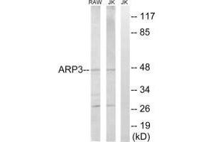 Western blot analysis of extracts from RAW264. (ACTR3 antibody  (C-Term))