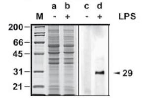 Western Blot analysis of MyD88 expression in response to LPS treatment. (MYD88 antibody)