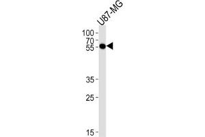 Western Blotting (WB) image for anti-Cytidine Monophosphate N-Acetylneuraminic Acid Synthetase (CMAS) antibody (ABIN3004736) (CMAS antibody)