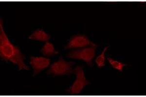 ABIN6275038 staining NIH-3T3 by IF/ICC. (CNTN2 antibody  (N-Term))