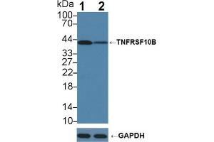 Western blot analysis of (1) Wild-type K562 cell lysate, and (2) TNFRSF10B knockout K562 cell lysate, using Rabbit Anti-Human TNFRSF10B Antibody (1 µg/ml) and HRP-conjugated Goat Anti-Mouse antibody (abx400001, 0.
