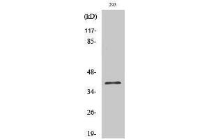 Western Blotting (WB) image for anti-COP9 Constitutive Photomorphogenic Homolog Subunit 5 (Arabidopsis) (COPS5) (Internal Region) antibody (ABIN3175725) (COPS5 antibody  (Internal Region))