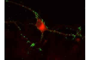 Indirect immunostaining of PFA fixed rat hippocampus neurons with anti-secernin 1 (dilution 1 : 500; red) and mouse anti-synapsin 1 (cat. (Secernin 1 antibody)