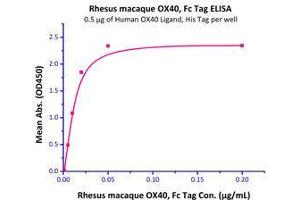 Immobilized Human OX40 Ligand, His Tag (Cat# OXL-H52Q8) at 5 μg/mL (100 μl/well) can bind Rhesus macaque OX40, Fc Tag (Cat# OX0-C5251) with a linear range of 1-20 ng/mL.
