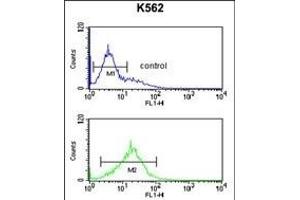 PKM2 Antibody (C-term ) (ABIN6242815 and ABIN6578981) flow cytometric analysis of K562 cells (bottom histogram) compared to a negative control cell (top histogram). (PKM2 antibody  (C-Term))