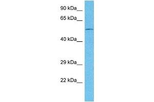 Host:  Mouse  Target Name:  GABPA  Sample Tissue:  Mouse Testis  Antibody Dilution:  1ug/ml (GABPA antibody  (C-Term))