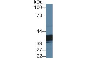 Detection of TST in Mouse Liver lysate using Polyclonal Antibody to Thiosulfate Sulfurtransferase (TST) (TST antibody  (AA 2-297))