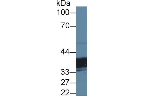 TST antibody  (AA 2-297)