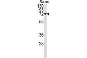 Western blot analysis of anti-CDC25B Antibody in Ramos cell line lysates (35 µg/lane). (CDC25B antibody)