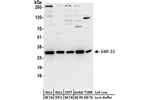 Western Blotting (WB) image for anti-VAMP (Vesicle-Associated Membrane Protein)-Associated Protein A, 33kDa (VAPA) (AA 125-175) antibody (ABIN7455027)