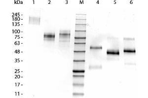 SDS-PAGE of Llama IgG3 Isotype Control.