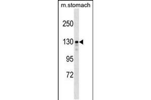 Western blot analysis in mouse stomach tissue lysates (35ug/lane). (SRGAP1 antibody  (AA 469-497))