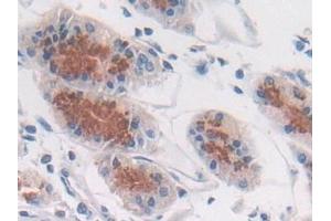 Detection of ATP6AP2 in Human Stomach Tissue using Polyclonal Antibody to ATPase, H+ Transporting, Lysosomal Accessory Protein 2 (ATP6AP2) (ATP6AP2 antibody  (AA 17-302))