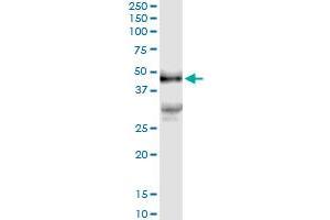 Immunoprecipitation of PDGFD transfected lysate using anti-PDGFD MaxPab rabbit polyclonal antibody and Protein A Magnetic Bead , and immunoblotted with PDGFD purified MaxPab mouse polyclonal antibody (B01P) . (PDGFD antibody  (AA 1-364))