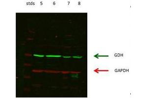 Western Blotting (WB) image for anti-Glutamate Dehydrogenase 1 (GLUD1) (N-Term) antibody (ABIN2782330)