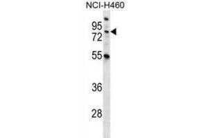 Western Blotting (WB) image for anti-Macrophage Stimulating 1 (Hepatocyte Growth Factor-Like) (MST1) antibody (ABIN2996682) (MST1 antibody)