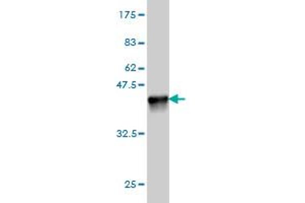 CDK16 antibody  (AA 1-80)