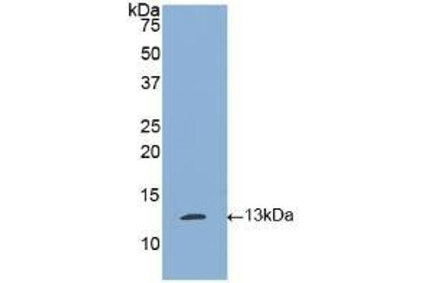 PLAT antibody