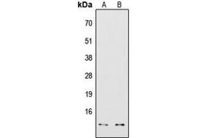 Western blot analysis of COX7A2/3 expression in HepG2 (A), Jurkat (B) whole cell lysates. (COX7A2/3 (N-Term) antibody)