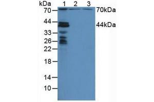 Western blot analysis of (1) Mouse Liver Tissue, (2) Human HeLa cells and (3) Human HepG2 Cells.