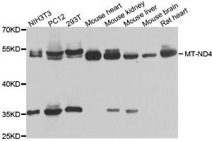 Western blot analysis of extracts of various cells, using MT-ND4 antibody. (Mitochondrially Encoded NADH Dehydrogenase 4 (MT-ND4) antibody)