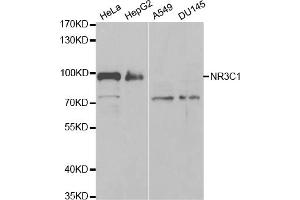 Western blot analysis of extracts of various cell lines, using NR3C1 antibody (ABIN5971191) at 1/1000 dilution. (Glucocorticoid Receptor antibody)