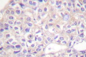 Image no. 2 for anti-Jun Proto-Oncogene (JUN) antibody (ABIN272013)