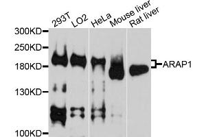 Western blot analysis of extracts of various cell lines, using ARAP1 antibody. (ARAP1 antibody)