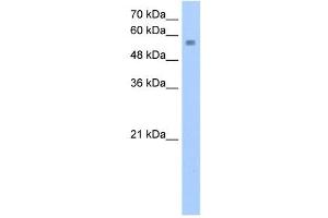 NUDT12 antibody used at 2. (NUDT12 antibody)