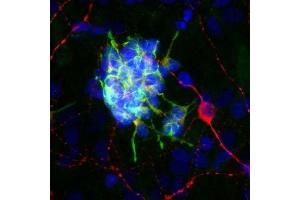 Rat brain neural cultures stained with ABIN1580415 (green), ’s chicken polyclonal antibody to MAP2 CPCA-MAP2 (red) and DNA (blue). (Doublecortin antibody)