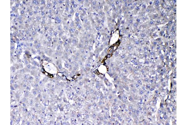 FLT4 antibody  (AA 25-259)