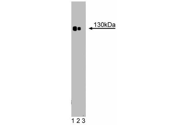 Phospholipase C beta 4 anticorps  (AA 752-961)