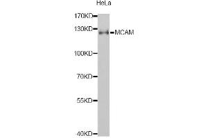 Western blot analysis of extracts of HeLa cells, using MCAM antibody (ABIN1873659) at 1:1000 dilution. (MCAM antibody)