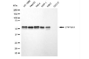 anti-Cytochrome P450, Family 19, Subfamily A, Polypeptide 1 (CYP19A1) antibody