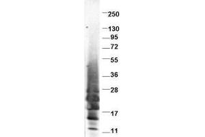 Western blot using  protein-A purified anti-swine IL-13 antibody shows detection of recombinant swine IL-13 at 13.