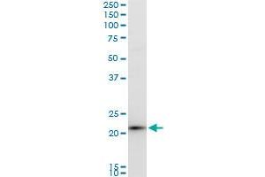 GNPNAT1 antibody  (AA 1-90)