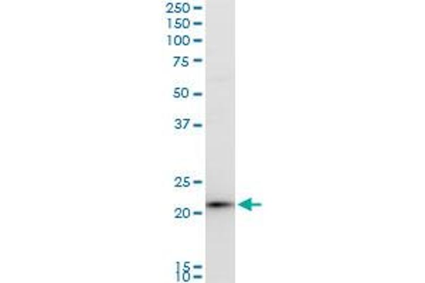 GNPNAT1 antibody  (AA 1-90)