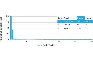 Analysis of Protein Array containing more than 19,000 full-length human proteins using Spectrin beta III Mouse Monoclonal Antibody (SPTBN2/1583). (Spectrin, Beta, Non-erythrocytic 2 (SPTBN2) (AA 356-475) antibody)