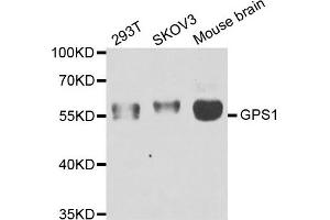Western blot analysis of extracts of various cell lines, using GPS1 antibody. (GPS1 antibody)