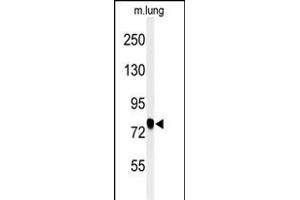 Western blot analysis of SEC Antibody (C-term) (ABIN651266 and ABIN2840161) in mouse lung tissue lysates (35 μg/lane). (SEMA3C antibody  (C-Term))