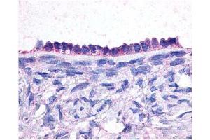 Immunohistochemical staining of EP2 on human ovary sections (epithelium) using antibody (PTGER2 antibody  (Extracellular Domain))