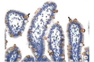 GTF3C5 antibody was used for immunohistochemistry at a concentration of 4-8 ug/ml to stain Epithelial cells of intestinal villus (arrows) in Human Intestine. (GTF3C5 antibody  (C-Term))