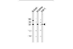 All lanes : Anti-TPD52 Antibody (N-Term) at 1:2000 dilution Lane 1: mouse brain lysate Lane 2: mouse kidney lysate Lane 3: THP-1 whole cell lysate Lysates/proteins at 20 μg per lane. (TPD52 antibody  (AA 11-44))