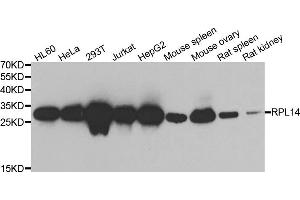 Western blot analysis of extracts of various cell lines, using RPL14 antibody. (RPL14 antibody)