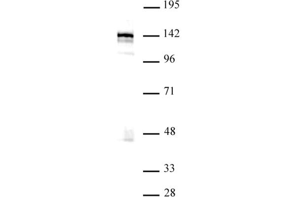 BRD8 Antikörper  (N-Term)