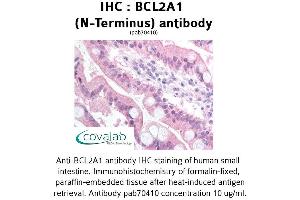 Image no. 1 for anti-BCL2-Related Protein A1 (BCL2A1) antibody (ABIN1732257) (BCL2A1 antibody)