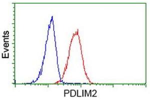 Image no. 2 for anti-PDZ and LIM Domain 2 (PDLIM2) antibody (ABIN1500124)