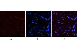 Immunofluorescence analysis of mouse heart tissue. (Luciferase antibody)